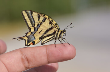wild animals. photos of various butterflies.