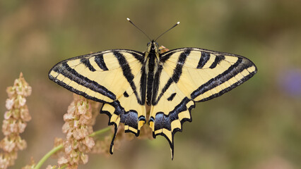 wild animals. photos of various butterflies.
