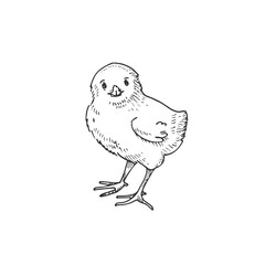 Chick vector black and white illustration hand drawn with ink. Cute fluffy baby chicken graphic sketch.
