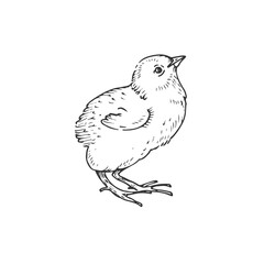 Chick vector black and white illustration hand drawn with ink. Cute fluffy baby chicken graphic sketch.