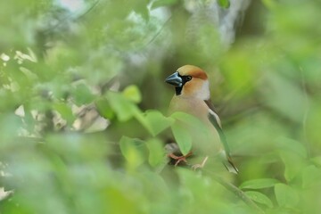 Artistic photo of a male hawfinch in its nature habitat. Portrait of a male hawfinch. (Coccothraustes coccothraustes) Wildlife scene from nature. 
