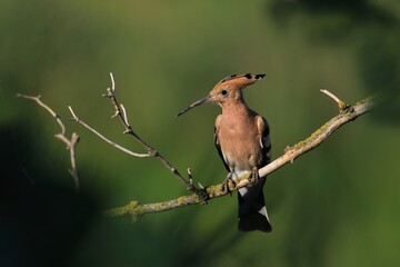 A Eurasian hoopoe sits on a branch. Portrait of a hoopoe. Upupa epops. A bird with beautiful crest in its nature habitat. 