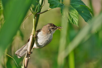 A cute Common reed warbler sits on a reed stalk and has an insect in its beak.  Acrocephalus scirpaceus. A reed warbler in the nature habitat. 