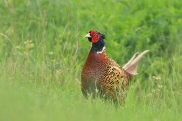  A Beautiful male common pheasant in the nature habitat. Wildlife scene from nature. Phasianus colchicus. 