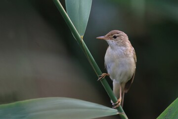 A cute Common reed warbler sits on a reed stalk. Acrocephalus scirpaceus. A reed warbler in the nature habitat. 