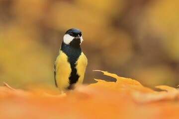 A beautiful great tit sits in the autumn leaves. Portrait of a colorful titmouse.  Parus major
