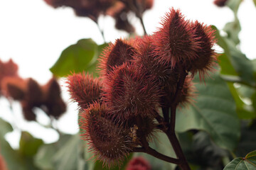 Close up em um cacho de frutos de Urucum (Bixa orellana). Uma planta comum em Goiás.
