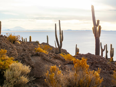 Cactus Island" Images  Browse 120 Stock Photos, Vectors, and Video | Adobe  Stock