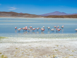 A group of andean pink flamingos in Laguna hedionda stinking lake in Nor Lípez Bolivia