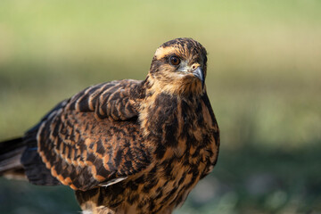 Snail kite close up, Rostrhamus sociabilis in Argentina