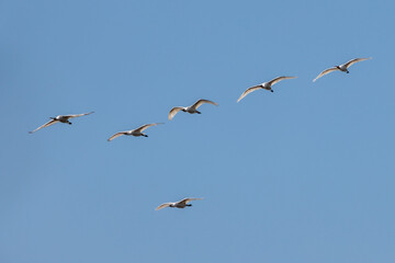 Flock of Eurasian spoonbills flying in formation against a clear blue sky.