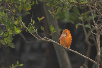 Brown-winged kingfisher perched on mangrove tree at Sundarban tiger reserve, India