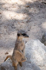 suricata suricatta standing in an overhead shot. 