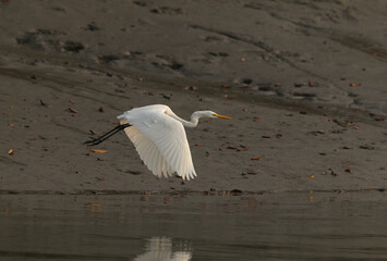 Great egret flying at the bank of river channel at Sundarban tiger reserve, India