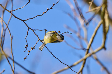 great tit hangs upside down on a branch to eat