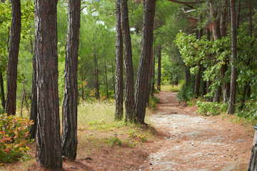 A stony path winding between tree trunks in a picturesque pine grove. September. High mountains.