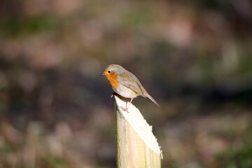robin on a post in the sun