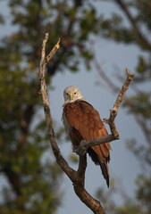 Red-backed sea-eagle perched on mangrove tree at Sundarban tiger reserve, India