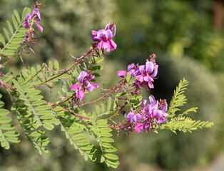 Fleurs d'Indigofera heterantha