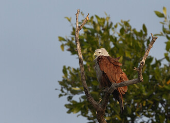 Red-backed sea-eagle perched on mangrove tree at Sundarban tiger reserve, India