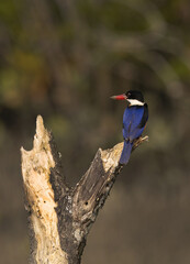 Black-capped kingfisher perched on mangrove tree log at Sundarban tiger reserve, India