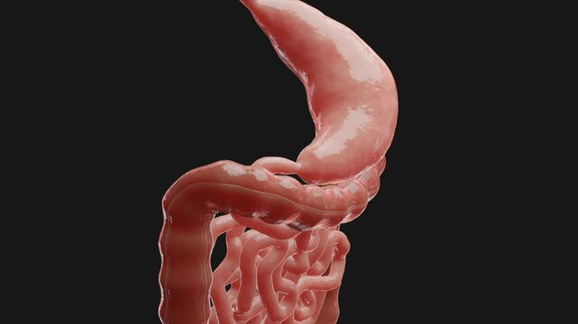 3D animation about stomach movements