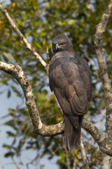 A changeable hawk-eagle dark morphed in mangrove forest of Sundarban tiger reserve, India