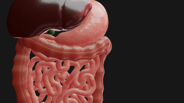 3D animation about small intestine movements