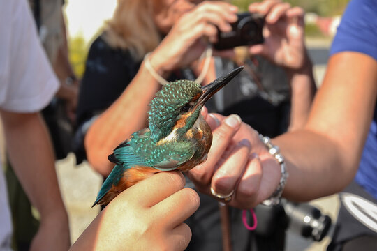 Kingfisher bird held for banding caressed by hands