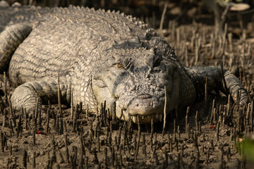 Closeup of a Saltwater crocodile basking in sun at Sundarban tiger reserve, India