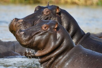 Closeup of two hippos in a river in Namibia