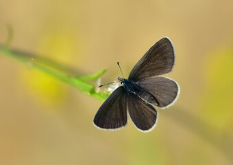 flowers and butterfly in natural life