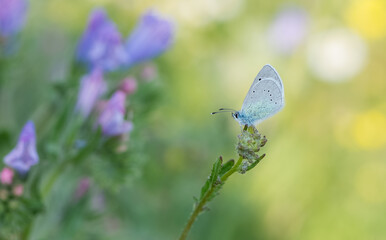 flowers and butterfly in natural life