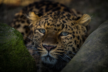 north-chinese leopard portrait in zoopark