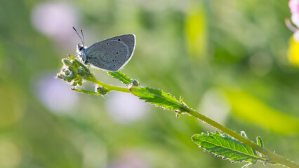 flowers and butterfly in natural life