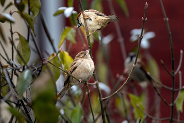 House sparrows (Passer domesticus) forage in a bush.The highly social birds are native to most of...