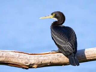 Fototapeta premium Pied cormorant on a weathered wood branch, waterbird, tree