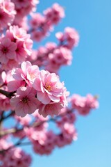 Obraz premium Pink cherry blossom tree in full bloom against a blue sky, petals, tree blooms,