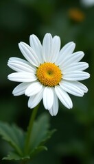 Obraz premium Single white daisy, vibrant petals, yellow center , aesthetic, spring
