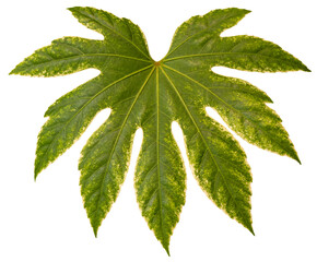 Feuille de Fastia japonica Spider's Web	