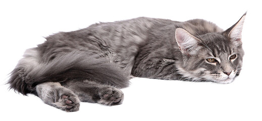 Chaton Maine Coon gris