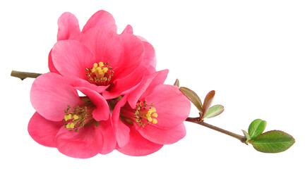 Obraz premium Fleurs de Chaenomeles 