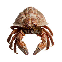 detailed close up of hermit crab showcasing its unique shell and claws, highlighting its intricate textures and colors. This captures essence of marine life