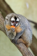 The Guianan squirrel monkey (Saimiri sciureus). Small monkey standing on tree branch. 