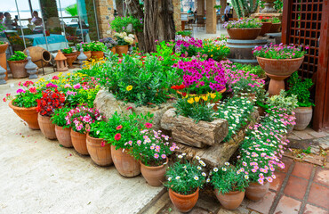 Picturesque flowerbed in a cozy courtyard with an abundance of different flowers