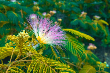 Pink acacia flower among green leaves