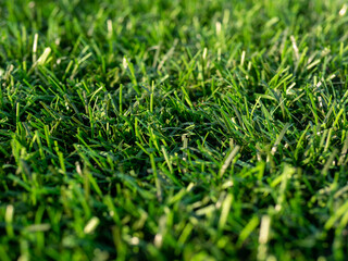 A green field of grass