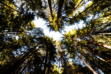  Upward view of towering redwoods in Muir Woods National Monument.