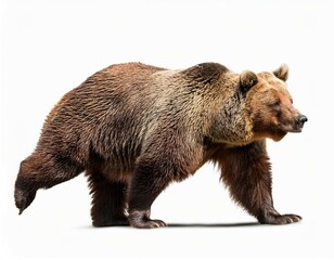 Fototapeta premium view from side of bear isolated on white background white background