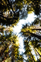  Upward view of towering redwoods in Muir Woods National Monument.